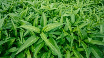 TIPS AGAR KANGKUNG CEPAT BERTUMBUH SUBUR