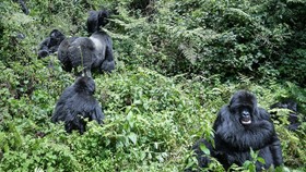 Petualangan Hutan Menegangkan Jelajahi Jejak hingga Bertemu Gorilla