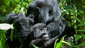 FOTO: Konservasi Berhasil, Populasi Gorila Rwanda Bertambah