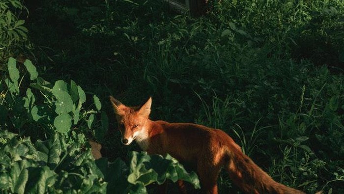 Terhindar dari Teman Fake, Ketahui Sifat Asli Seseorang Lewat Binatang Favorit Mereka