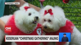 VIDEO: Keseruan 'Christmas Gathering' Anjing