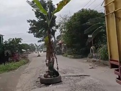 Protes Jalan Rusak, Warga di Sumut Pasang Pohon Pisang di Tengah Jalan