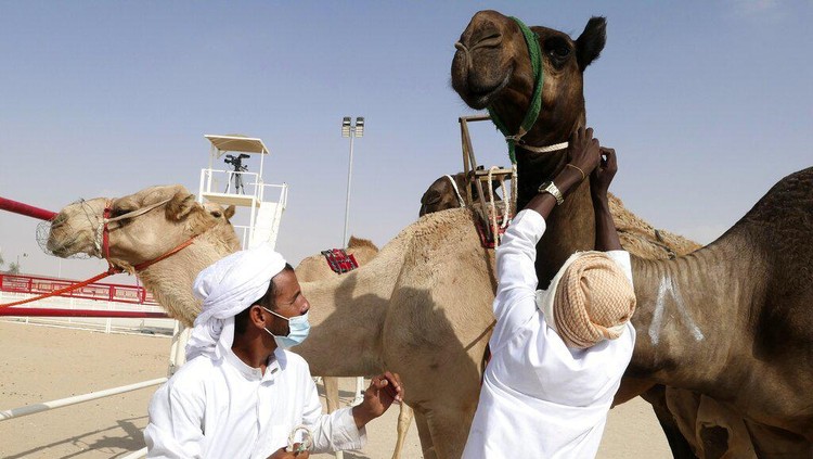 Para juri mencermati kontestan kecantikan unta di Festival Al Dhafra di kawasan gurun Liwa 120 kilometer (75 mil) barat daya Abu Dhabi, Uni Emirat Arab, Rabu, 22 Desember 2021. Puluhan ribu unta dari seluruh kawasan telah turun di padang pasir dari Uni Emirat Arab untuk bersaing memperebutkan gelar tercantik. (Foto AP/Isabel DeBre)