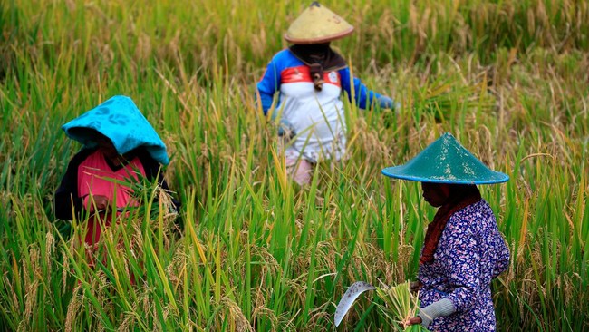 Pengamat menyebut pemerintah membuat banyak kesalahan di sektor pertanian sehingga membuat masyarakat enggan jadi petani.