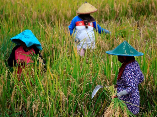 Farmers collect paddy during harvest day at a rice field in Candipuro district, Lumajang, East Java province, Indonesia, December 9, 2021. REUTERS/Willy Kurniawan