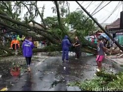 Belasan Pohon Tumbang di Tasikmalaya Akibat Angin Puting Beliung