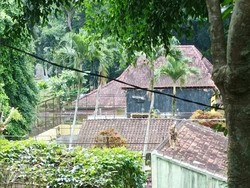Harimau di Banjarnegara Lompat ke Atap Kandang Diduga Gegara Birahi