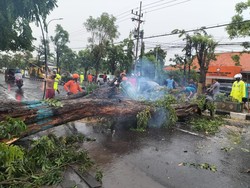 Hujan Deras dan Angin Kencang Tumbangkan Sejumlah Pohon di Gresik
