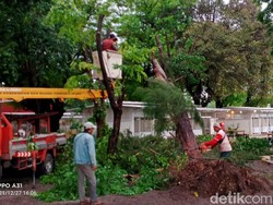Angin Kencang di Surabaya Tumbangkan 4 Pohon di Pesisir Kenjeran