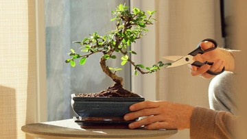 FENG SHUI TANAMAN BONSAI: MAKNA, PEMILIHAN, DAN PENEMPATAN