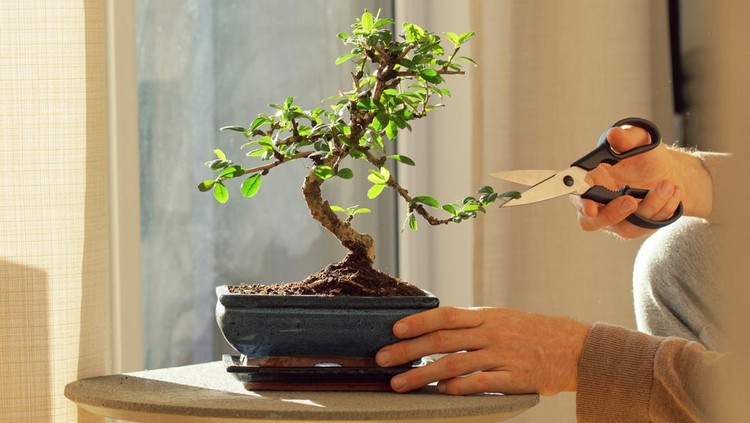 bonsai Keeping a decorative bonsai plant in shape. Living room decoration with homeplants.