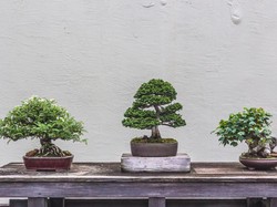 Mengenal Bonsai Serut Beserta Cara Membuatnya