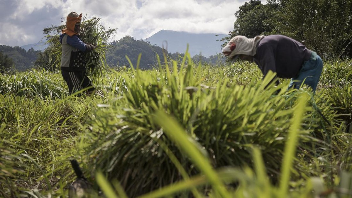 FOTO: Semerbak Serai Wangi Tanah Minahasa