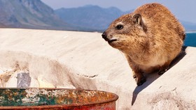 Spesies Baru 2021, Hyrax hingga Katak Zombi