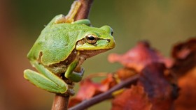 Daur Hidup Katak dari Telur, Kecebong, sampai Dewasa