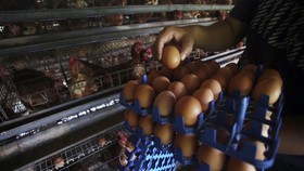 Peternak mengumpulkan telur di peternakan ayam ras petelur di Serpong, Tangerang Selatan, Banten, Senin, (27/12/2021). Tingginya harga telor yang mencapai Rp35 ribu per kilogramnya dipicu oleh harga pangan yang masih tinggi serta meningkatnya permint