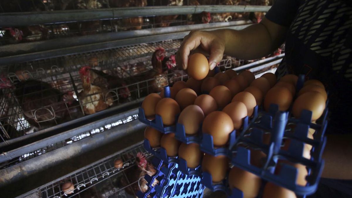 Harga Telur Anjlok ke Rp21.000, Pemerintah Genjot Serapan MBG — Intervensi Pangan di Tengah Tekanan Fiskal