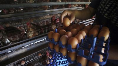 Peternak mengumpulkan telur di peternakan ayam ras petelur di Serpong, Tangerang Selatan, Banten, Senin, (27/12/2021). Tingginya harga telor yang mencapai Rp35 ribu per kilogramnya dipicu oleh harga p
