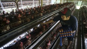 Harga Telur Naik, KSP Minta Kemitraan Peternak Kecil-Besar Dievaluasi