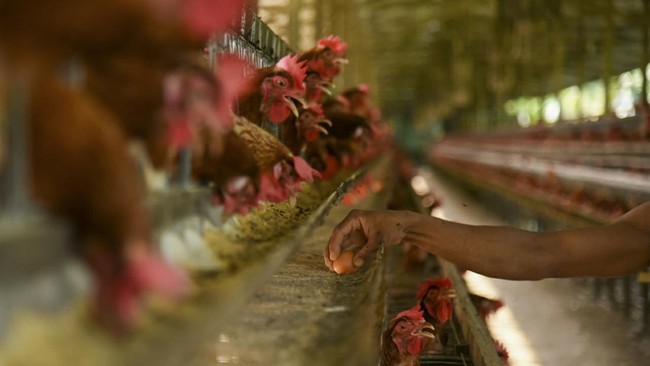 Ombudsman RI menerima aduan dari sekitar 23 peternak ayam RI yang stres akibat terjerat utang Rp74,7 miliar ke perusahaan pakan.