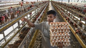 Alasan Harga Telur Ayam Naik, Tertinggi dalam Sejarah