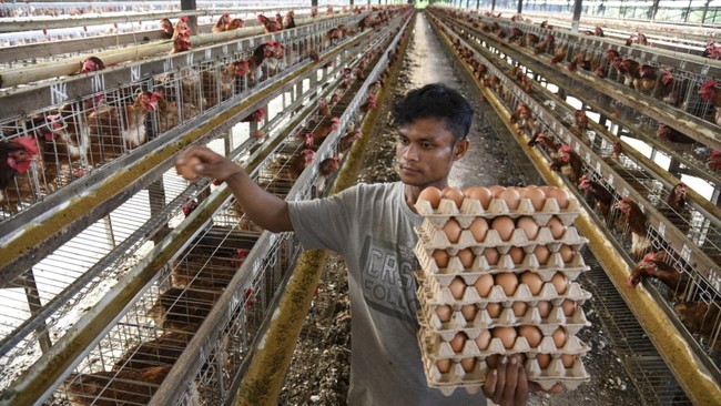 Harga telur ayam naik, tertinggi dalam sejarah. Menurut Pinsar, kenaikan harga karena program bansos bagi-bagi telur oleh Kemensos.