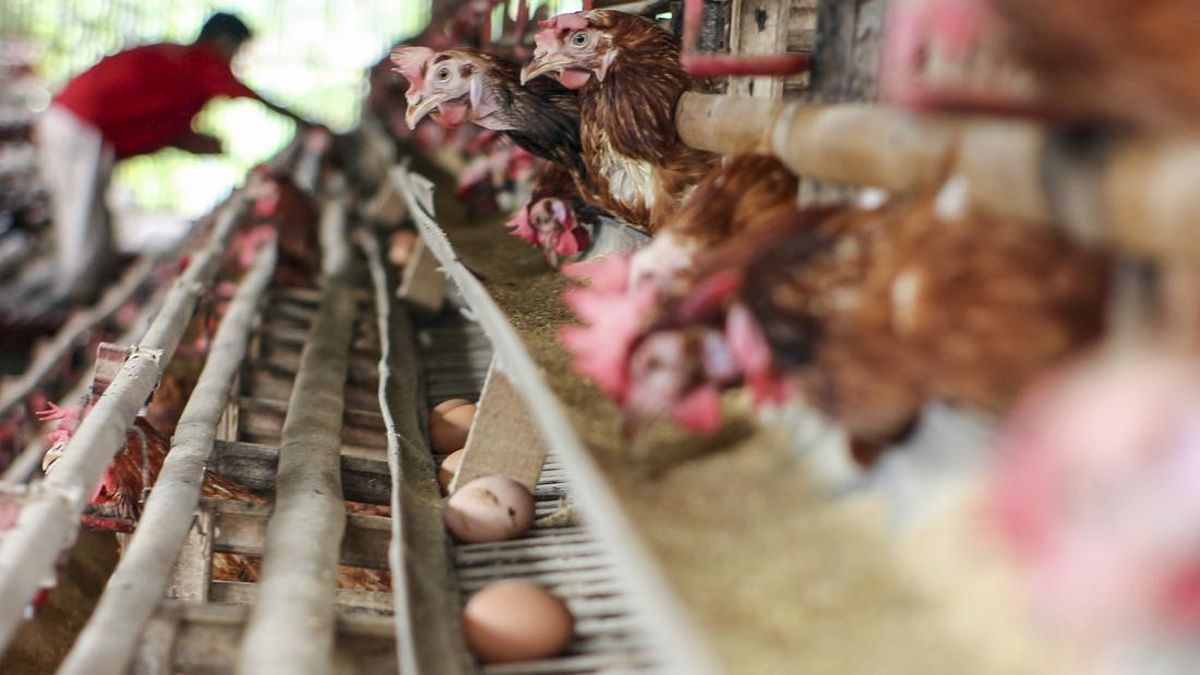 Peternak Tertimpa Order 1.875 Ton Telur untuk Makan Bergizi Gratis