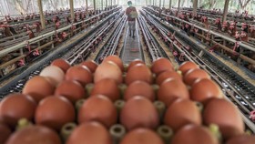 FOTO: Kenaikan Harga Telur Ayam Saat Natal dan Tahun Baru