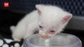 VIDEO: Kucing Jaguarundi Albino Langka Ditemukan di Kolombia