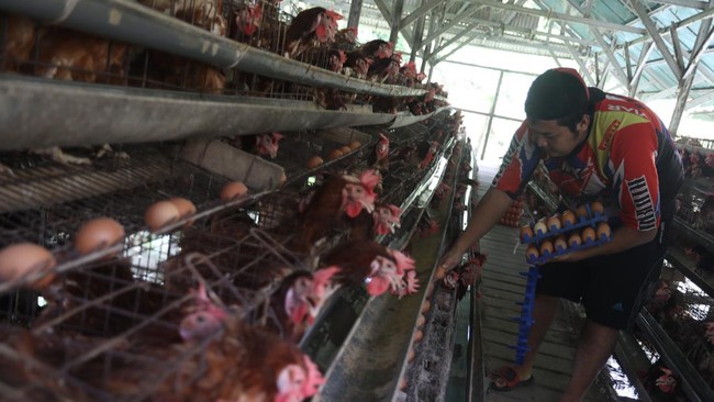 Peternak Tolak Investor Asing Masuk Industri Telur — Data Produksi Jadi Pangkal Masalah