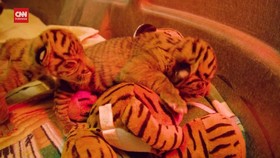 VIDEO: 2 Anak Harimau Sumatera Lahir di Amerika Serikat