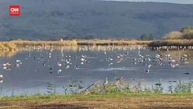 VIDEO: 5.200 Bangau Mati Diduga Terinfeksi Flu Burung