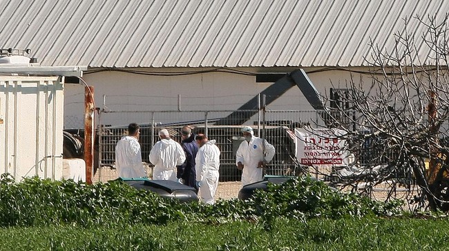 Epidemiolog Israel mengungkapkan flu burung di negara itu ada kemungkinan menular ke manusia, menyusul lonjakan kasus virus tersebut.