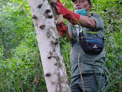 2 Ekor Kukang Jawa Dilepasliarkan di Taman Nasional Gunung Ciremai