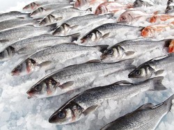 Kenapa Bangkai Ikan Halal Meskipun Sudah Mati?