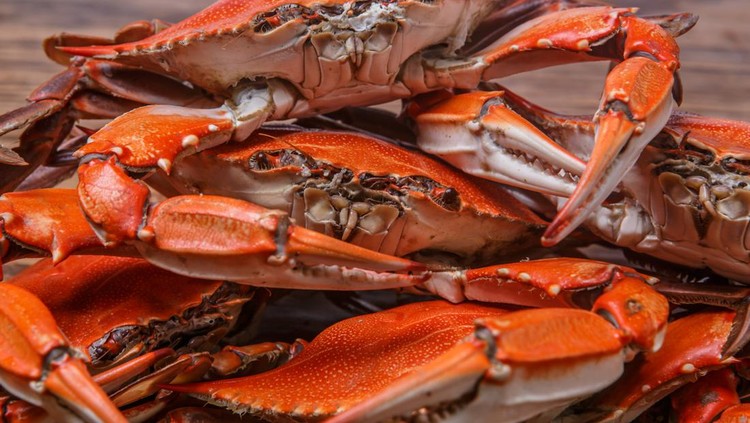 Lobster, Kepiting dan Udang Bisa Rasakan Sakit Saat Dimasak Hidup-hidup