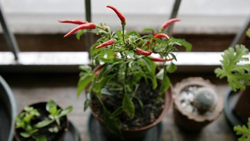 PENYIRAMAN TERPENTING TAPI JADI LANGKAH YANG RUMIT