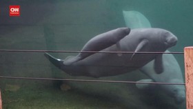 VIDEO: Kebun Binatang Belanda Sambut Kelahiran Mamalia Manatee Langka