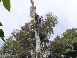 Pemuda Blitar Pingsan di Atas Cabang Usai 15 Menit Potong Pohon Randu