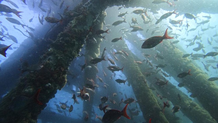 A man dives near an old oil platform during a dive organized by the Chelonia Dive Center in Los Organos in northern Peru, Friday, Dec. 31, 2021. (AP Photo/Rodrigo Abd)