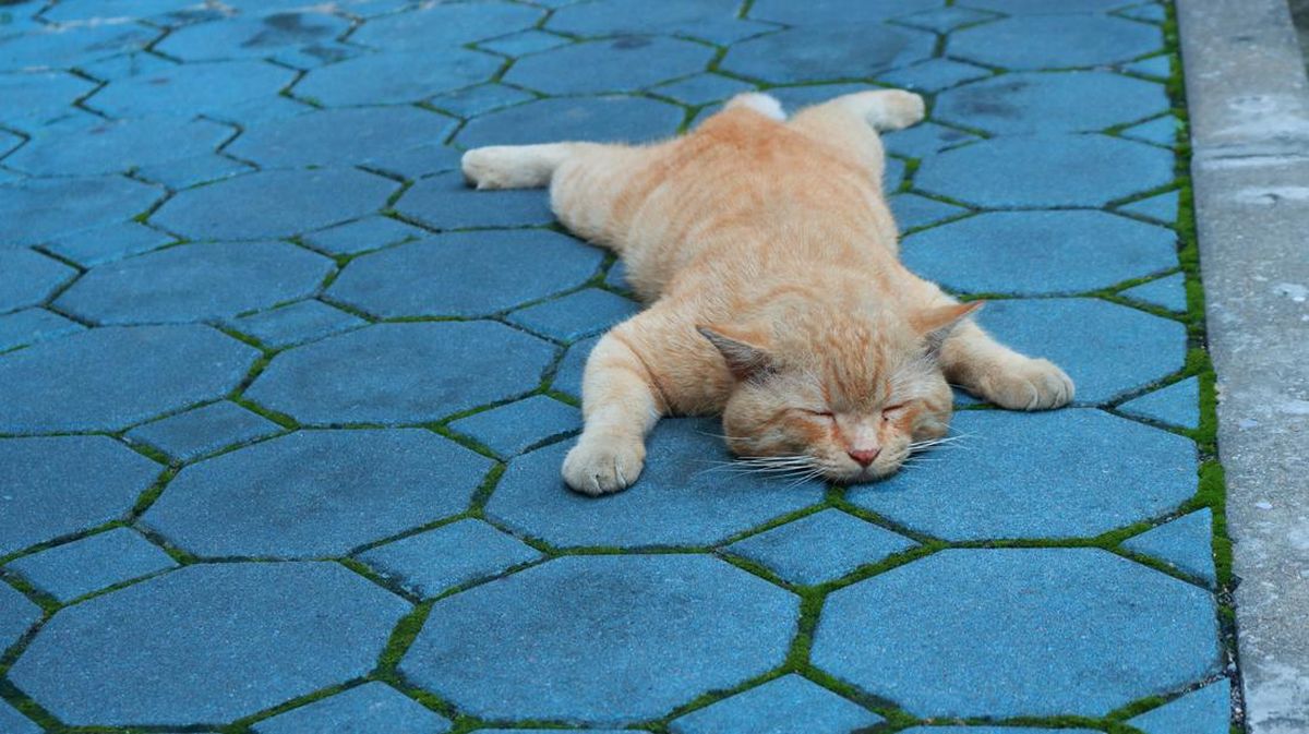 Viral Kucing Oren Depan FX Sudirman, Wisata Baru Favorit Warga Jakarta