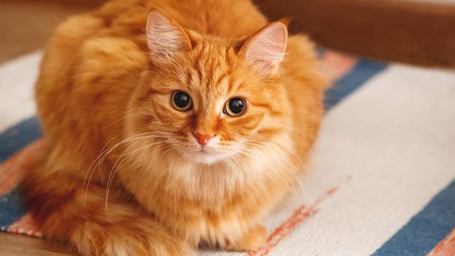 Stereotype pada kucing 'oren' atau kucing berwarna oranye adalah bahwa dirinya nakal dan onar.