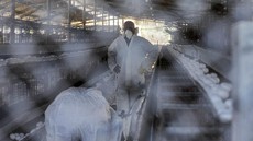Australia Deteksi Kasus Pertama Flu Burung H5N1 Pada Manusia
