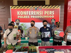 Terbongkarnya Praktik Tanam Ganja di Kaki Gunung Bromo