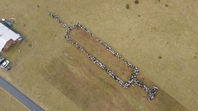 Sekitar 700 domba di Jerman berbaris membentuk alat suntik sepanjang 100 meter untuk menarik perhatian warga agar mau ikut vaksinasi Covid-19.