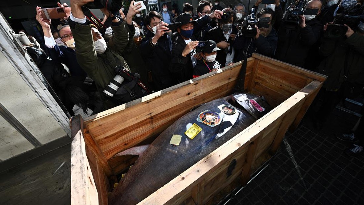 FOTO: Lelang Tuna Sirip Biru Raksasa Senilai Rp2 Miliar