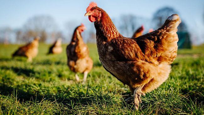 WHO melaporkan kasus kematian manusia pertama akibat flu burung H3N8 di China. Apa saja gejala flu burung H3N8?
