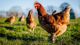 Fakta-fakta Flu Burung yang Diwaspadai Jadi KLB di Indonesia