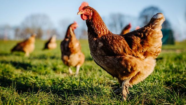 Brasil Berhasil Ternak Ayam Raksasa, Bisa Capai 1,2 Meter