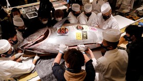 FOTO: Lelang Tuna Sirip Biru Raksasa Senilai Rp2 Miliar